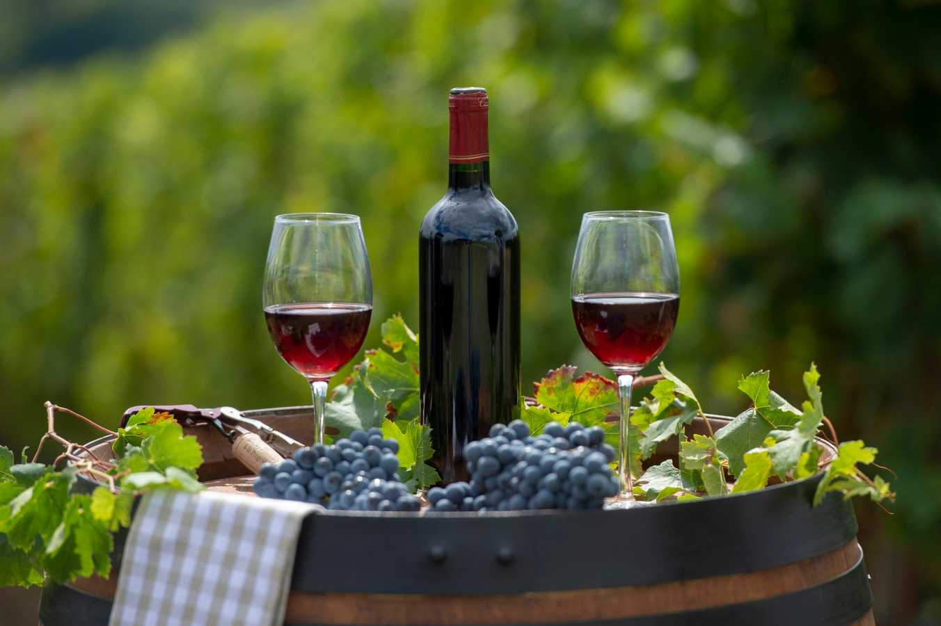 Louveira é destaque do turismo enológico de SP no projeto ‘Rotas do Vinho’
