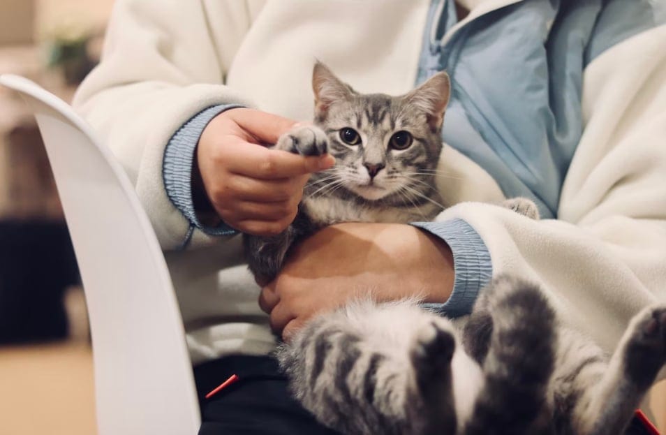 Prefeitura de Louveira está com três vagas aberta para estagiários do curso de Medicina Veterinária