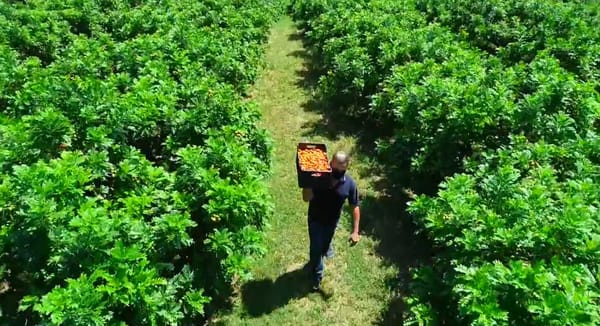 Agricultor de Jundiaí tem mais de 3 mil pés de seriguela