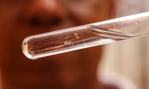 Brasil já tem mais de 1 milhão de casos de dengue apenas este ano; veja a situação em Louveira