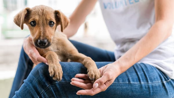 Adote um Pet e ganhe um companheiro, na Feira de Adoção de Animais do Maxi Shopping