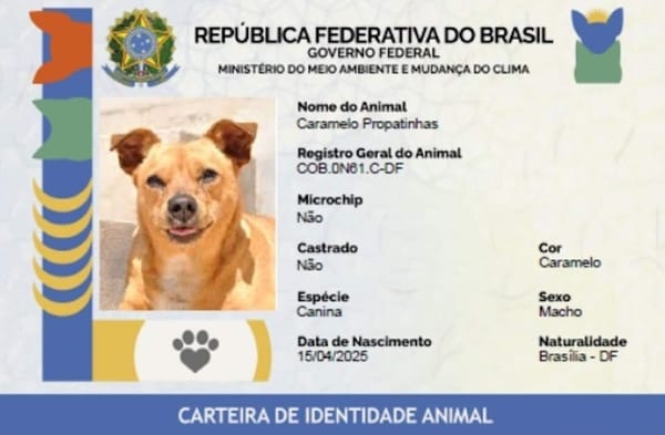 O que é e como funciona o novo RG animal para cães e gatos SinPatinhas